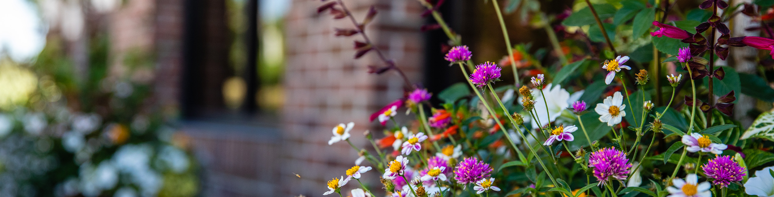 Colorful flowers in front of a campus building