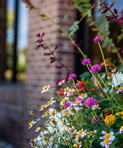 Colorful flowers in front of a campus building