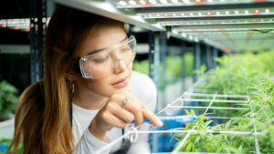 A student wearing lab goggles checks on cannabis plants growing.