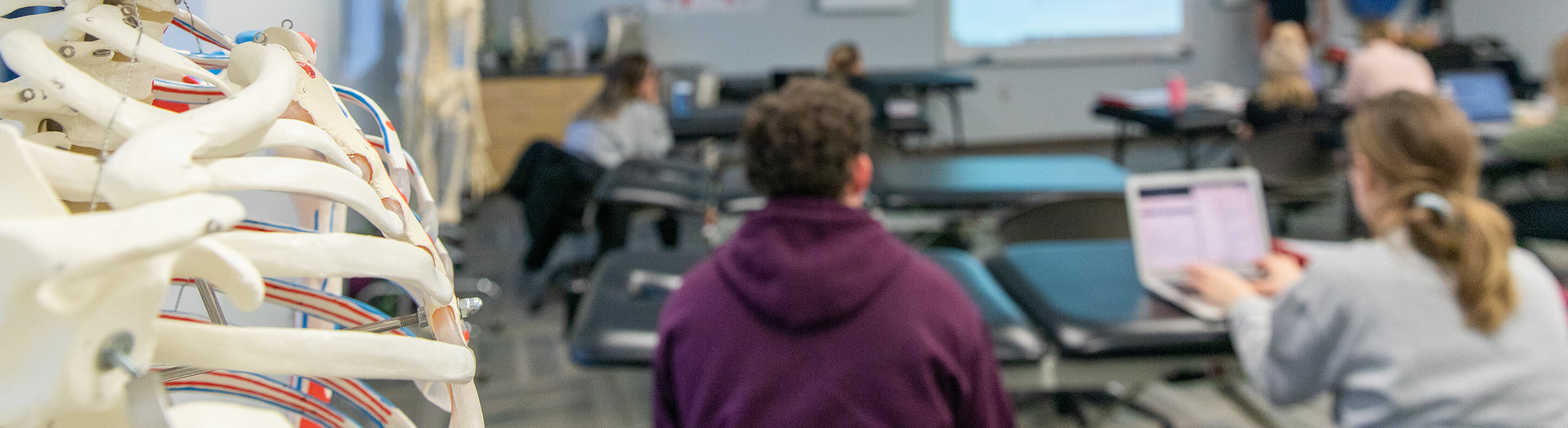 A close-up photo of a skeleton in the Occupational Therapist Assistant classroom.