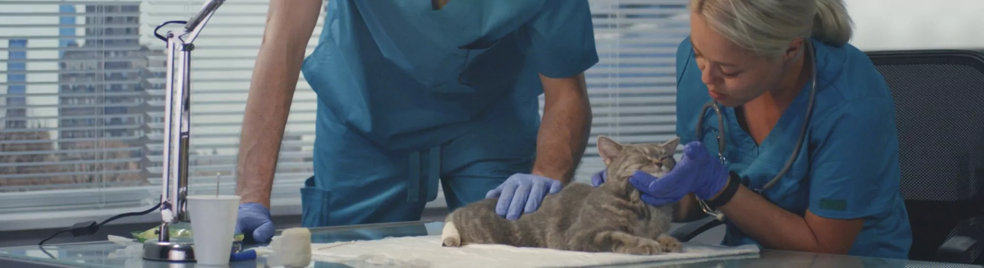 Veterinary Technology Associate Degree Program Baker College in Michigan